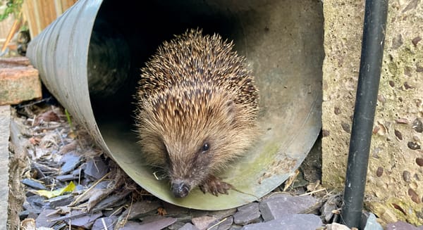 A hedgehog sitting at the end of some ducting.
